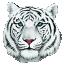 WhiteTiger Studio icon